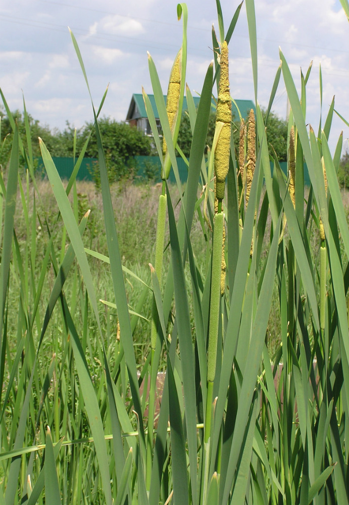 Image of Typha &times; glauca specimen.