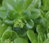 Sedum oreganum