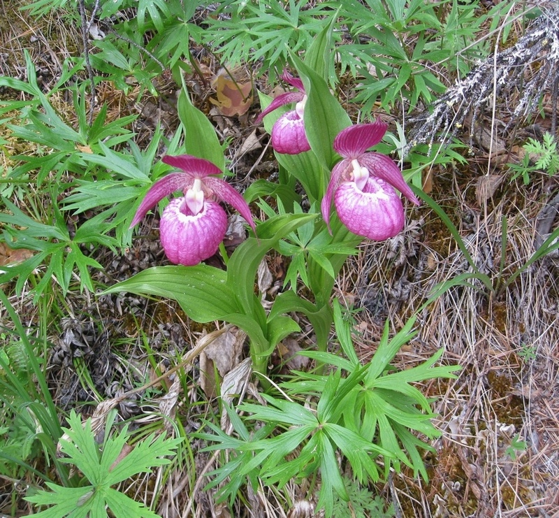 Image of Cypripedium macranthos specimen.