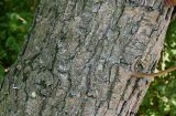 Pyrus hondoensis. Средняя часть скелетной ветви и основание побега. Германия, г. Дюссельдорф, Ботанический сад университета. 04.09.2013.