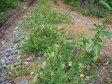 Astragalus schelichowii