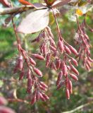 Berberis