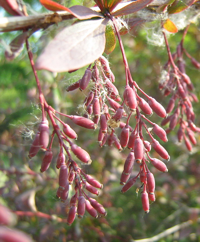 Image of genus Berberis specimen.