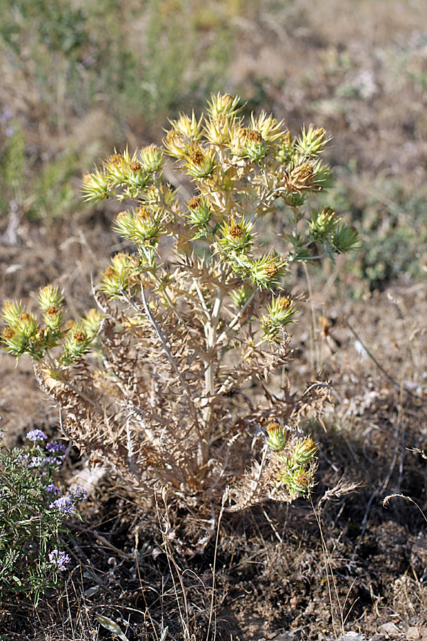 Image of Cousinia minkwitziae specimen.