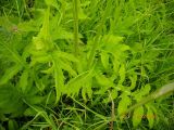 Cirsium oleraceum