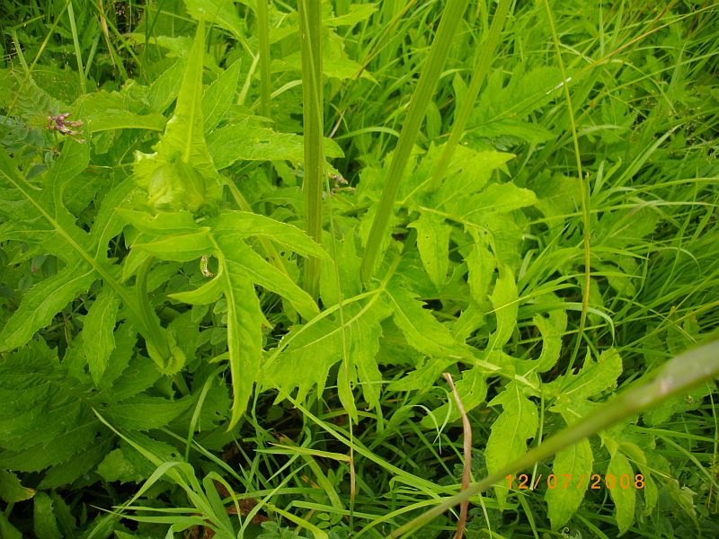 Image of Cirsium oleraceum specimen.