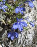 Lobelia erinus. Цветущее растение на крутом склоне у пещеры (одичавшее). Пермский край, Кунгурский р-н, с. Филипповка. 14.06.2013.