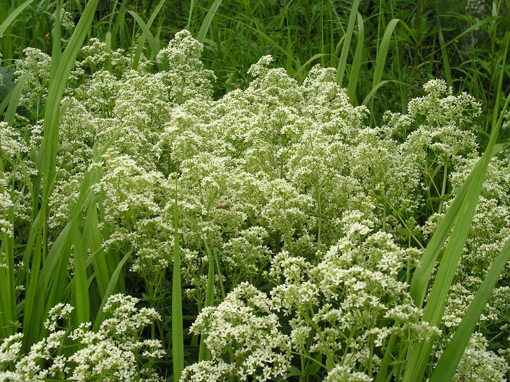 Image of Galium boreale specimen.