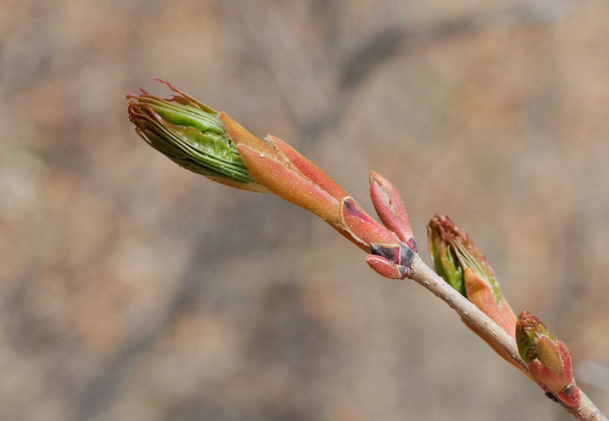 Image of Acer mono specimen.