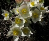 View full-size image Pulsatilla orientali-sibirica