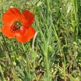 genus Papaver. Цветок и часть побега с бутоном. Украина, Донецкая обл., Новоазовский р-н, НПП \"Меотида\", Еланчанский под. 27.04.2014.