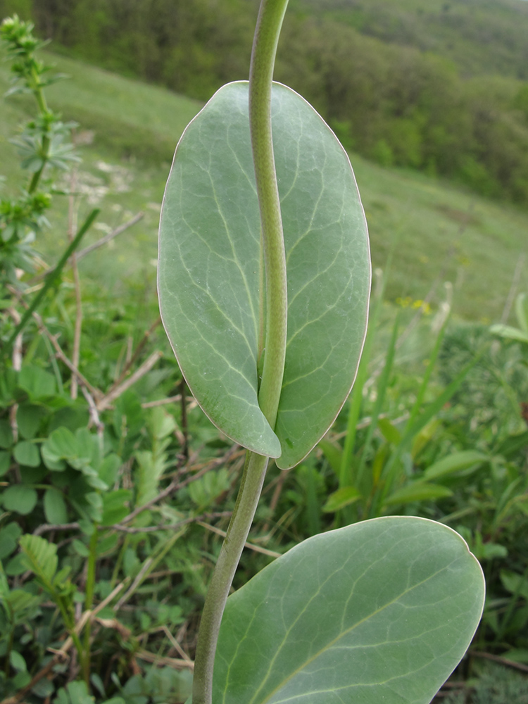 Image of Conringia austriaca specimen.