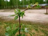 Salix cinerea. Верхушка ветви; листья повреждены насекомыми. Московская обл., Электрогорск, берег Стахановского озера. 10.05.2014.