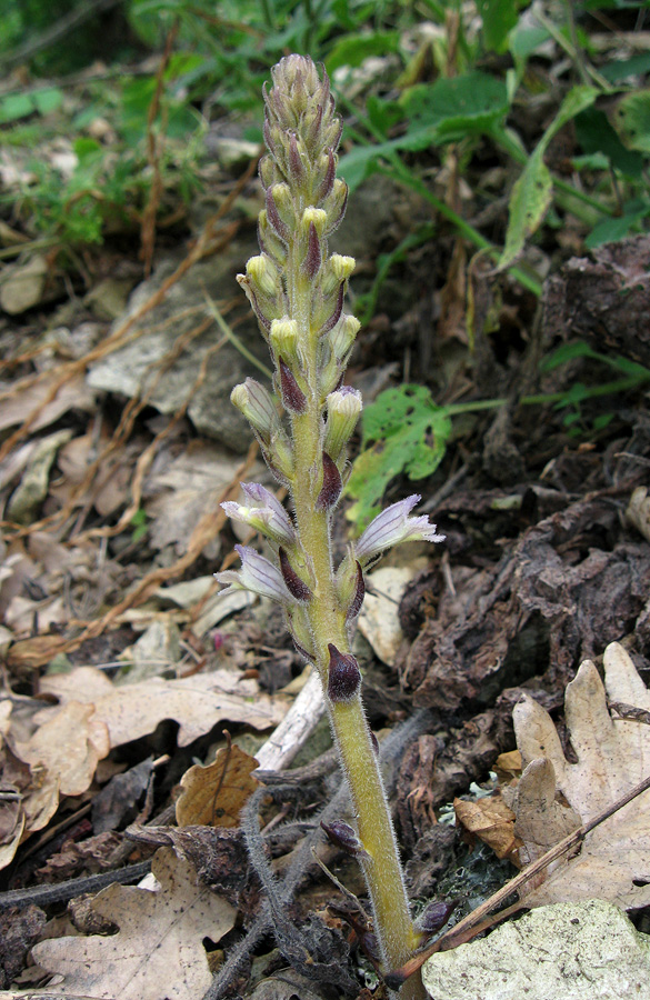 Image of Phelipanche gussoneana specimen.