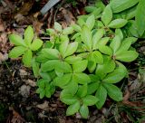 Helleborus cyclophyllus