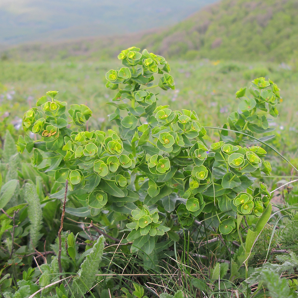 Изображение особи Euphorbia condylocarpa.