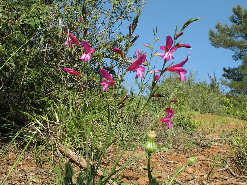 Изображение особи Gladiolus italicus.