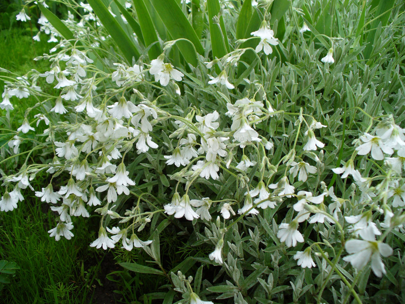 Image of Cerastium argenteum specimen.