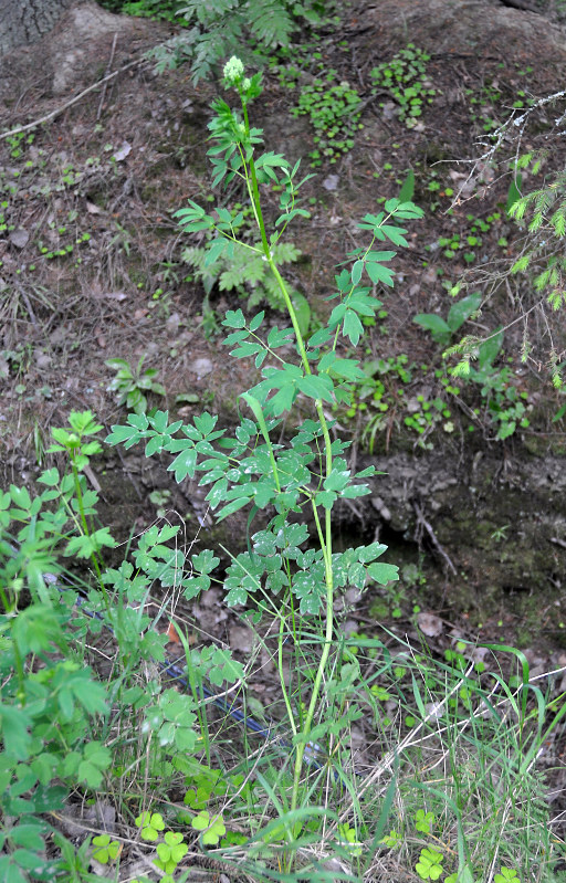 Image of Thalictrum flavum specimen.