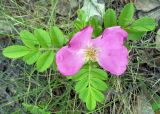 Rosa rugosa