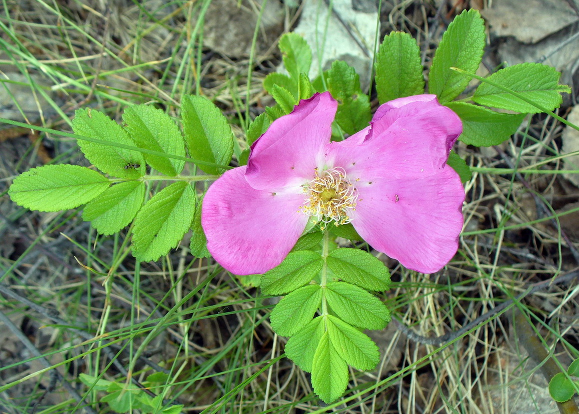 Image of Rosa rugosa specimen.