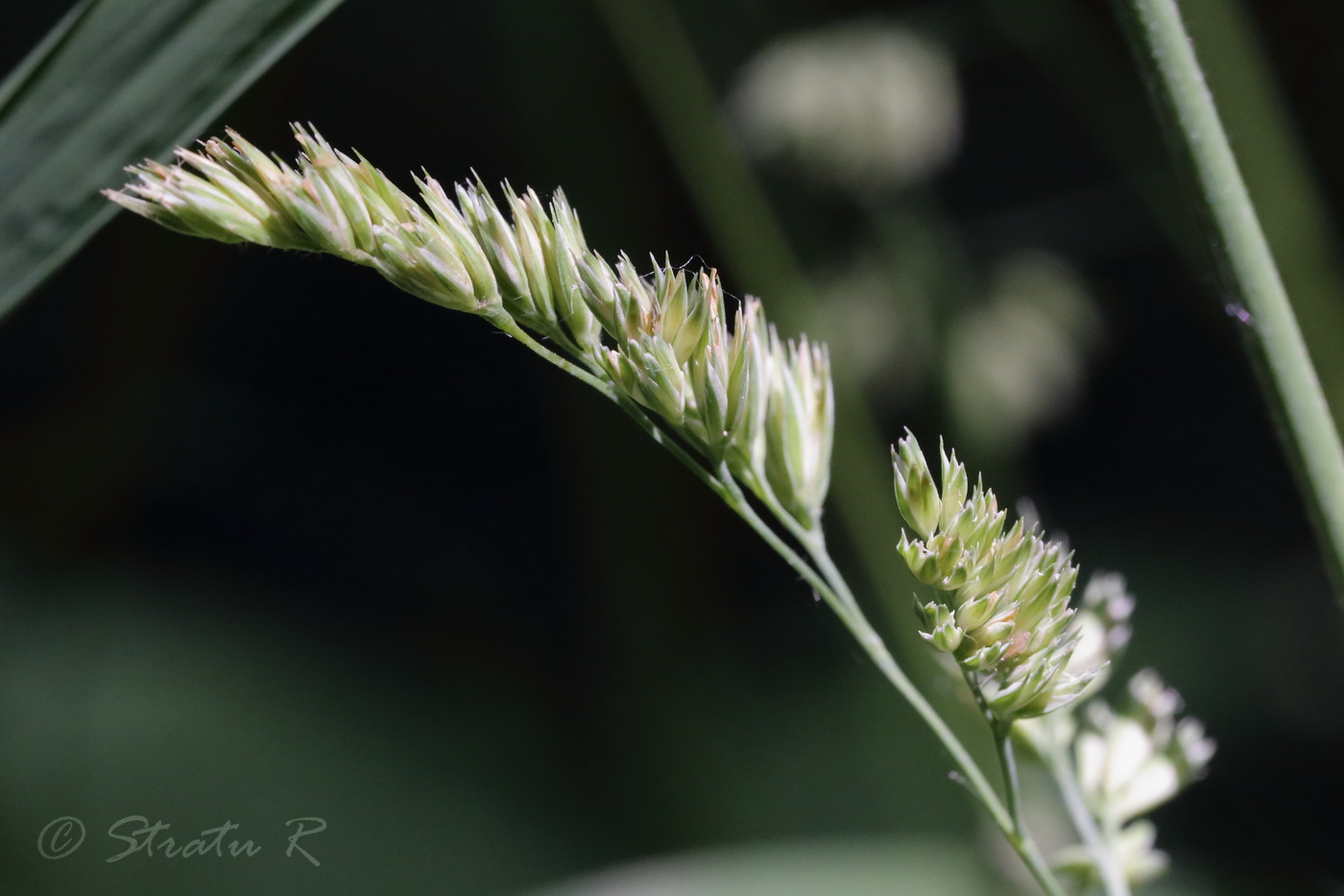 Изображение особи Dactylis glomerata.