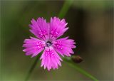 Dianthus deltoides