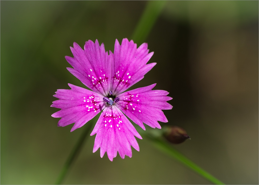 Image of Dianthus deltoides specimen.