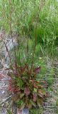Rumex lapponicus