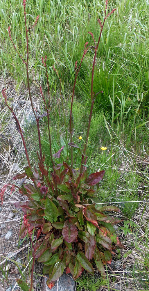 Изображение особи Rumex lapponicus.