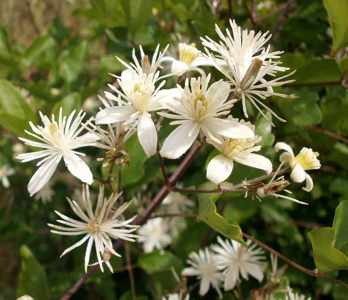 Изображение особи Clematis vitalba.