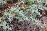 Herniaria incana var. angustifolia