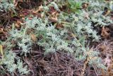 Herniaria incana variety angustifolia