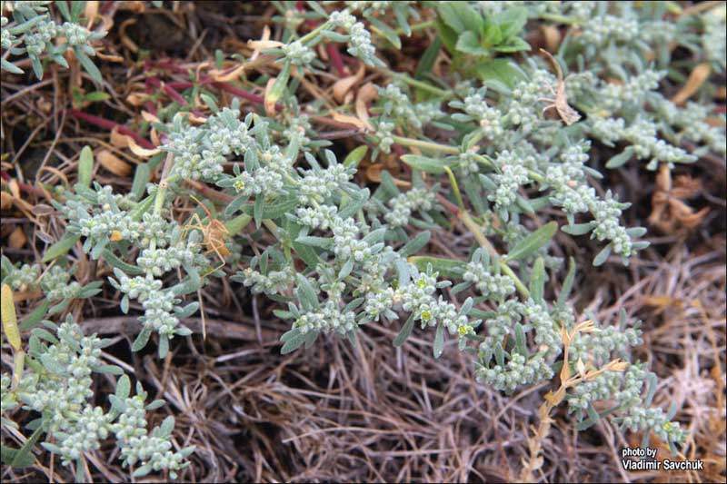 Image of Herniaria incana var. angustifolia specimen.