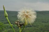 Scorzonera albicaulis