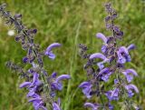 Salvia stepposa