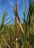 Plantago uliginosa. Соплодие. Украина, Запорожская обл., Бердянский р-н, г. Бердянск, Бердянская коса. 01.08.2014.