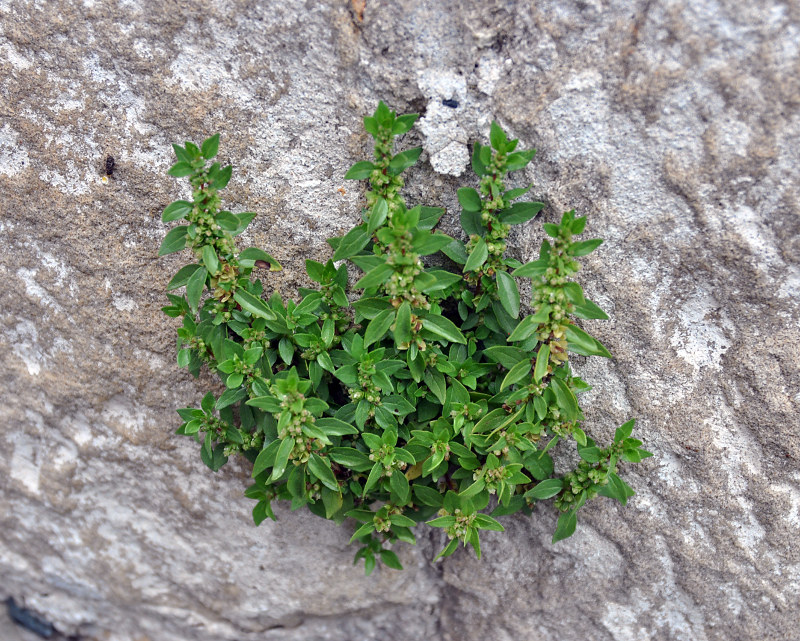 Image of Parietaria elliptica specimen.