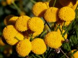 Santolina rosmarinifolia. Соцветия. Германия, г. Дюссельдорф, Ботанический сад университета. 03.07.2014.