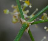 Image of taxon representative. Author is Татьяна Мальчинская