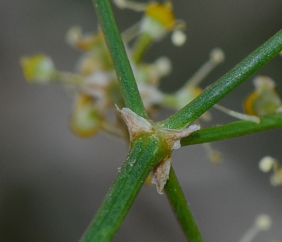 Image of Deverra tortuosa specimen.