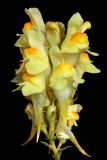 genus Linaria