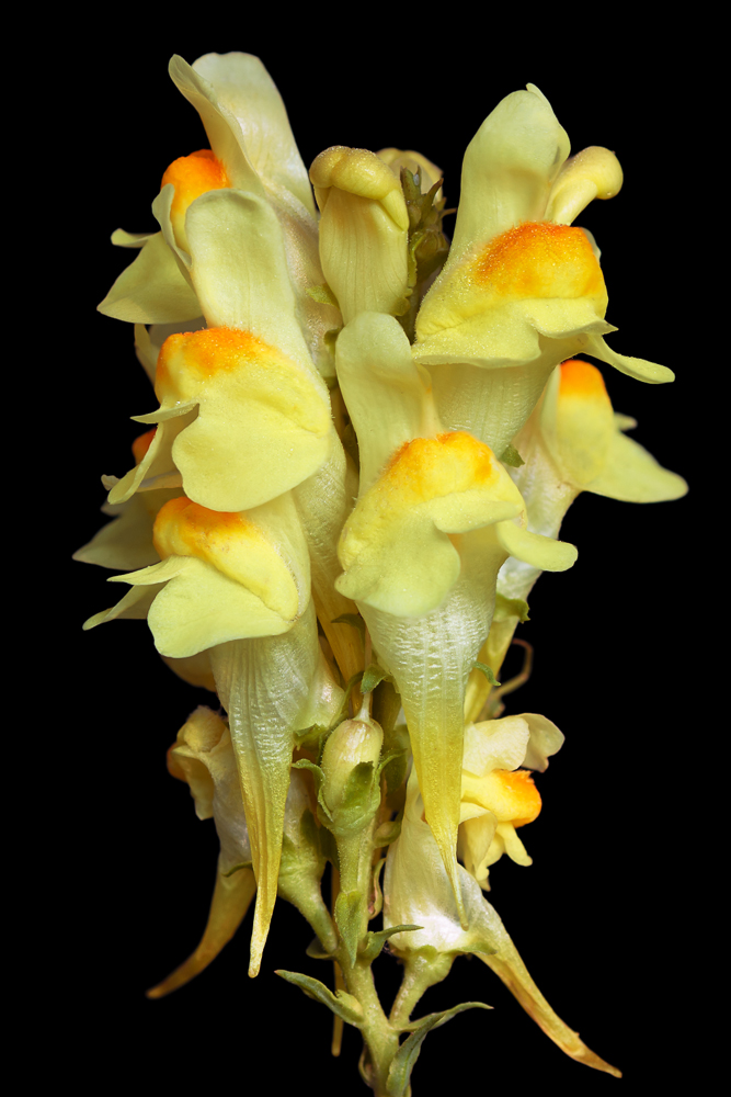 Image of genus Linaria specimen.