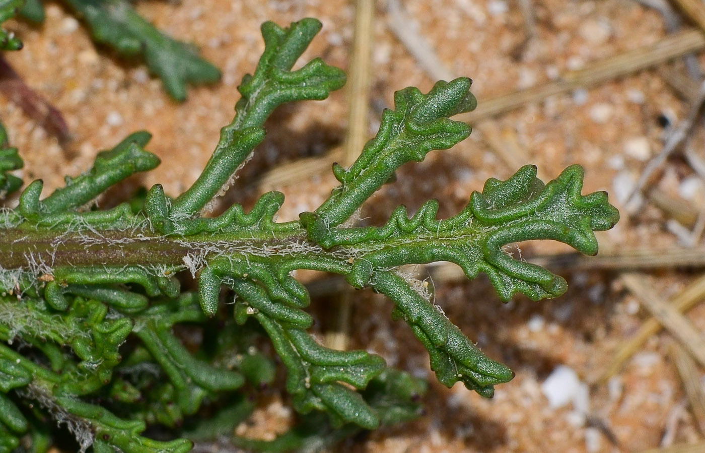 Изображение особи Senecio glaucus.