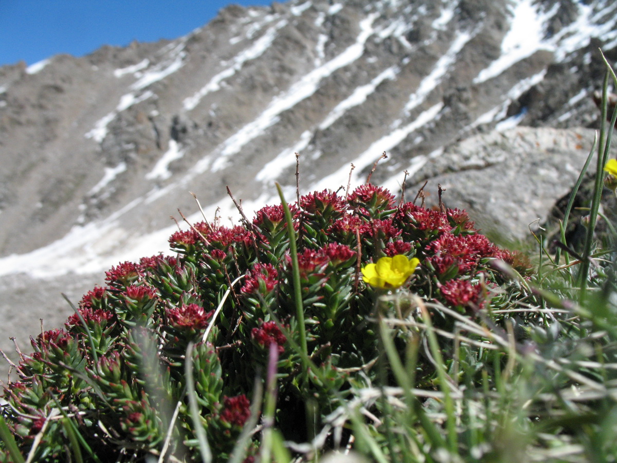 Изображение особи Rhodiola coccinea.