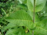 Inula helenium