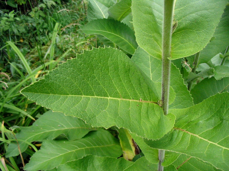 Image of Inula helenium specimen.
