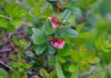 Vaccinium vitis-idaea