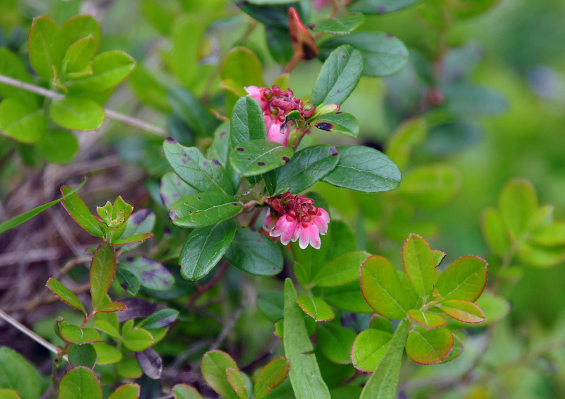 Image of Vaccinium vitis-idaea specimen.