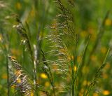 Deschampsia cespitosa. Верхушки побегов с соцветиями. Московская обл., Раменский р-н, окр. ж.-д. платформы Хрипань, просека под ЛЭП. 07.06.2014.